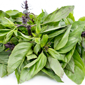 Holy Basil