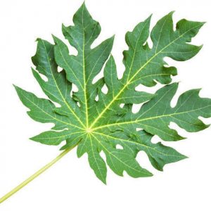 Papaya Leaves