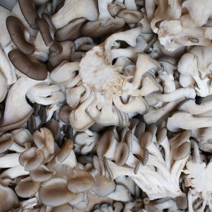 Oyster Mushroom