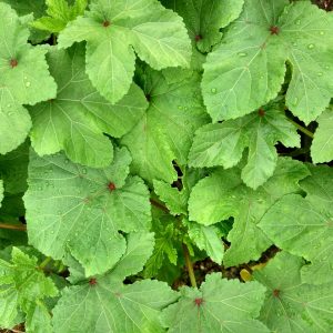 Okra Leaf