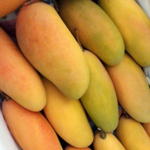 Thai Mango Fruit