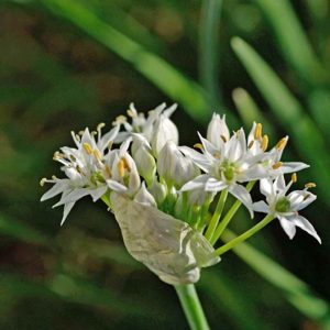 Chinese Chive Leaf Flower