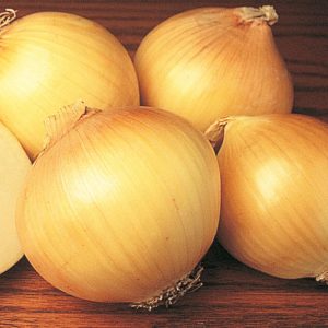 Spanish Onion