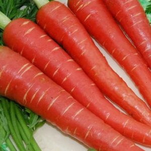 Indian Carrot