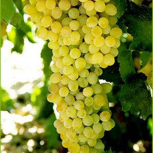 Sulthana Grapes