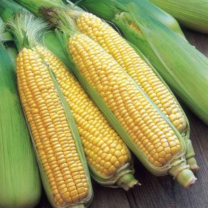 Sweet Corn